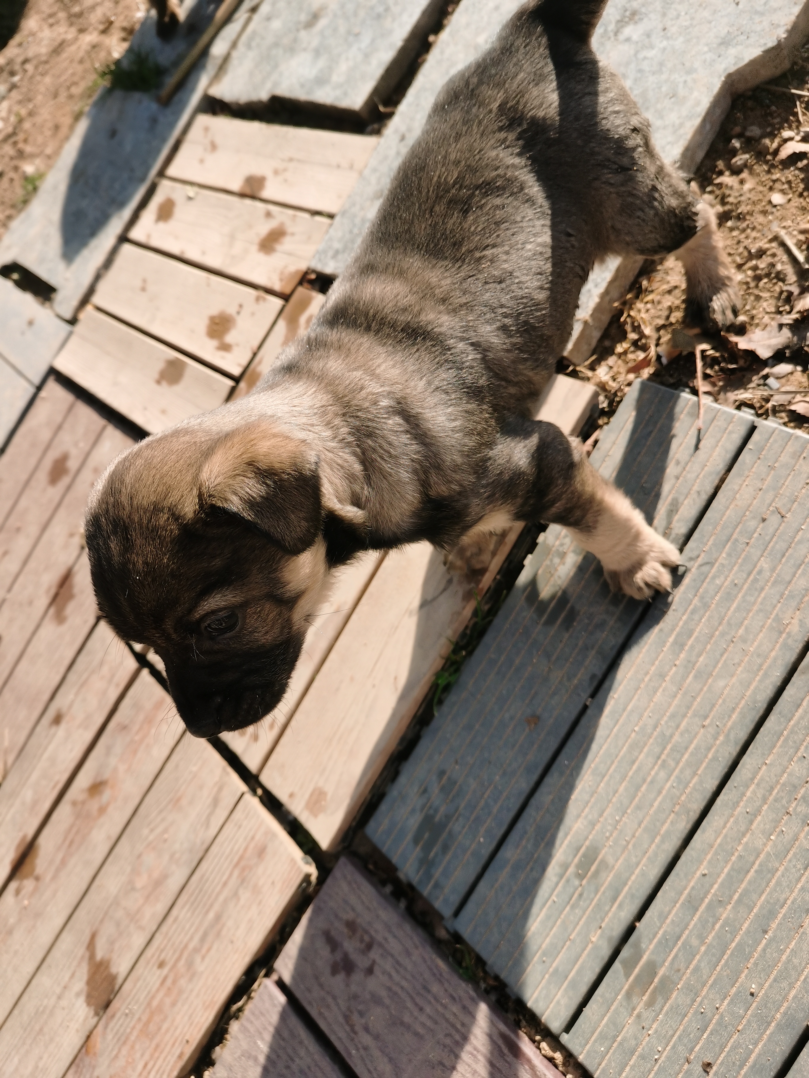 中华田园犬，足月可吃辅食